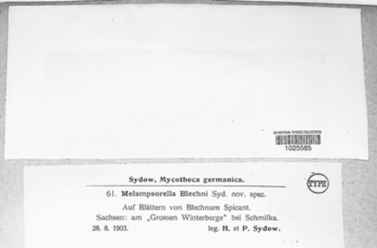 Melampsorella blechni image